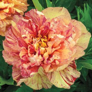 Itoh peonija 'Lollipop'